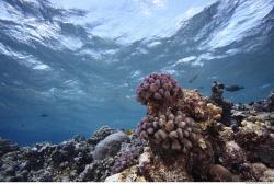 Photo Reference of Umbria Wingate Reef - Sudan